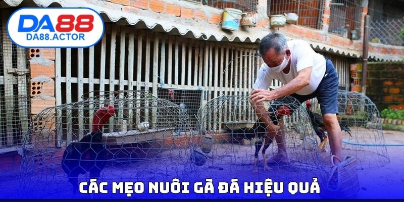 Các mẹo nuôi gà đá hiệu quả