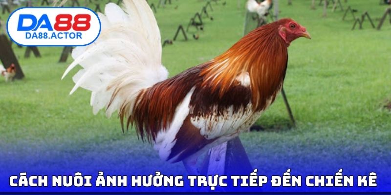 Cách nuôi ảnh hưởng trực tiếp đến chiến kê