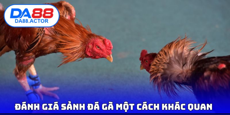 Đánh giá sảnh đá gà một cách khác quan