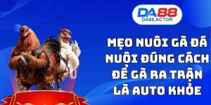 Mẹo Nuôi Gà Đá - Nuôi Đúng Cách Để Gà Ra Trận Là Auto Khỏe