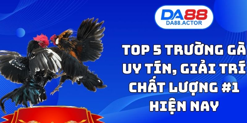 Top 5 Trường Gà Uy Tín, Giải Trí Chất Lượng #1 Hiện Nay 1 Top 5 Trường Gà