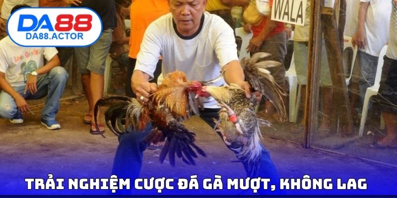 Trải nghiệm cược đá gà mượt, không lag