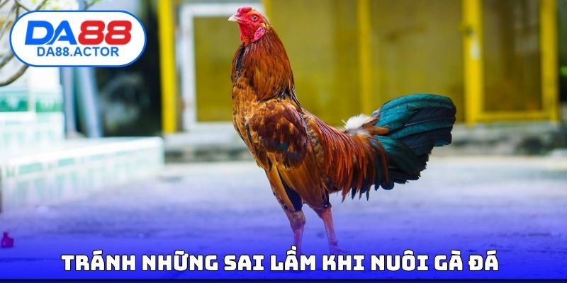 Tránh những sai lầm khi nuôi gà đá